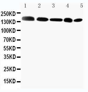1 - Anti-Gli2 Antibody ABO11244