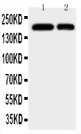 1 - Anti-CD11b Antibody ABO11247