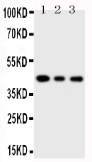 1 - Anti-SAPK4 Antibody ABO11248
