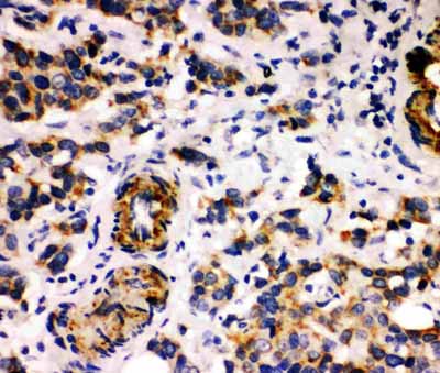 2 - Anti-MFGE8/Lactadherin Antibody ABO11249