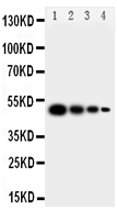 1 - Anti-MFGE8/Lactadherin Antibody ABO11249