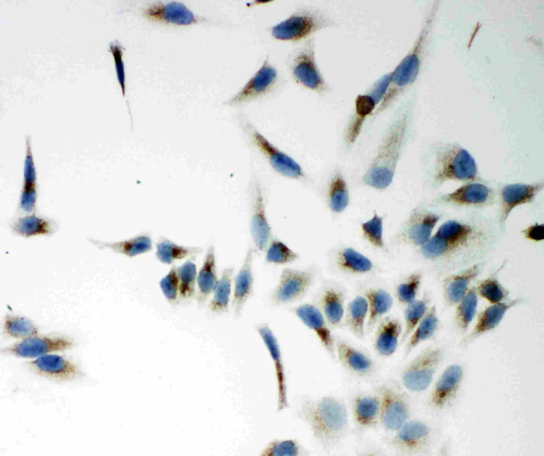 8 - Anti-NOX5 Antibody ABO11252