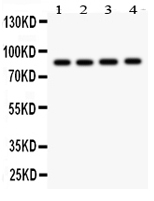 1 - Anti-NOX5 Antibody ABO11252