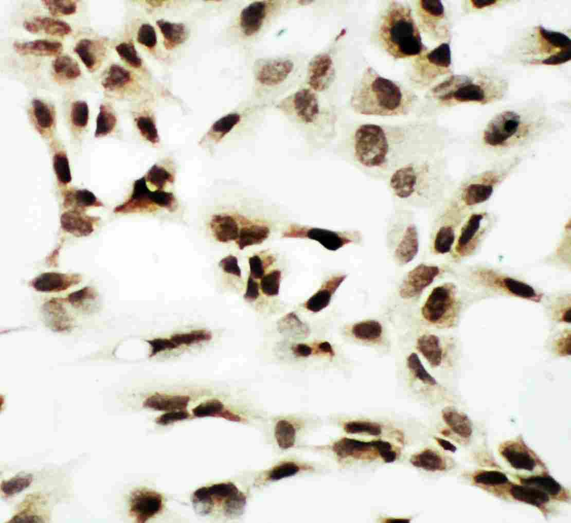 8 - Anti-NRF1 Antibody ABO11253