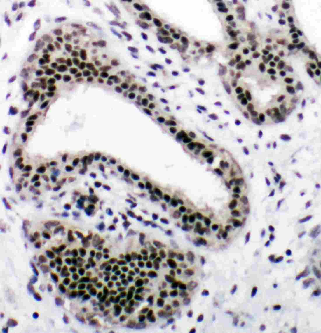 2 - Anti-NRF1 Antibody ABO11253