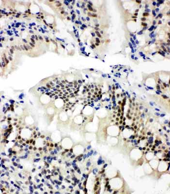2 - Anti-NRF1 Antibody ABO11253