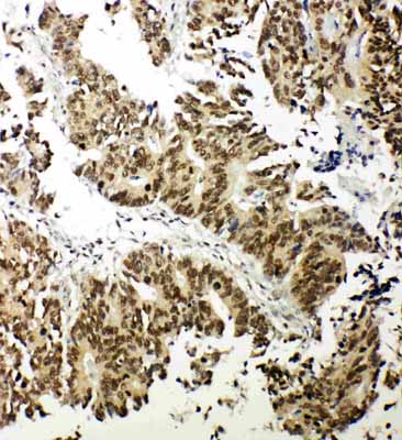2 - Anti-NRF1 Antibody ABO11253
