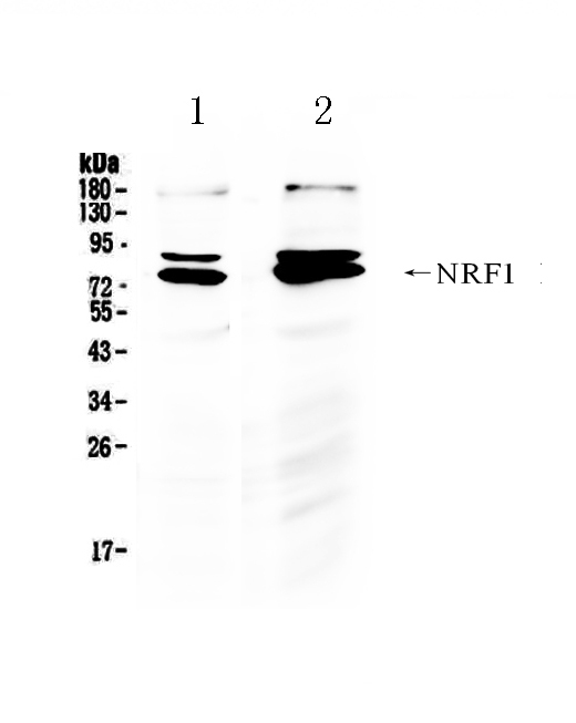 1 - Anti-NRF1 Antibody ABO11253