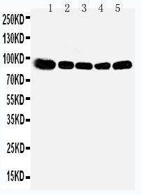 1 - Anti-OSBP1 Antibody ABO11254