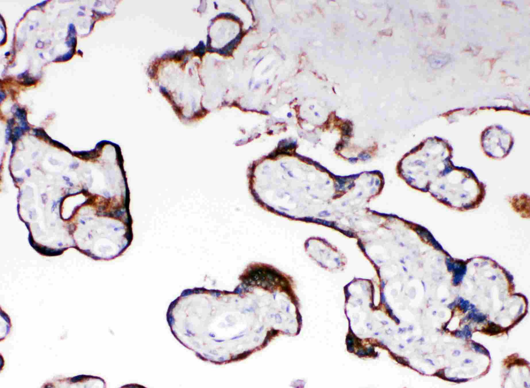 2 - Anti-POR Antibody ABO11258