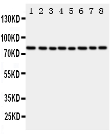 1 - Anti-POR Antibody ABO11258