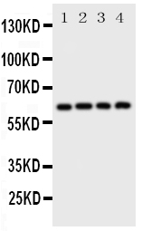1 - Anti-SQSTM1/p62 Antibody ABO11261