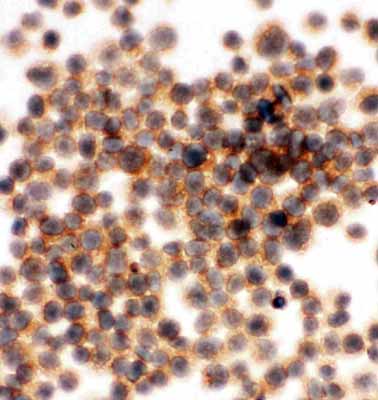 8 - Anti-RIAM Antibody ABO11266