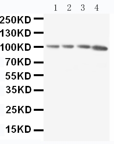 1 - Anti-RIAM Antibody ABO11266