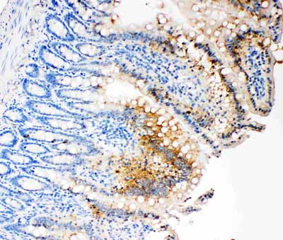2 - Anti-Caspase-3 (P17) Antibody ABO11268