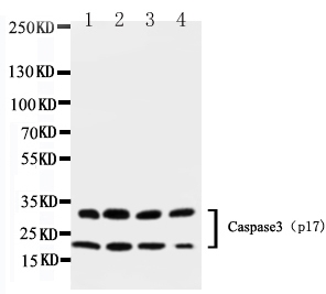 1 - Anti-Caspase-3 (P17) Antibody ABO11268