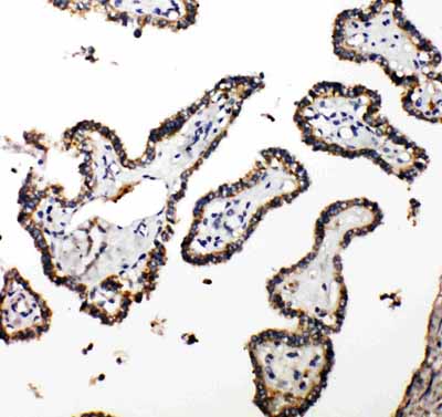 2 - Anti-CUEDC2 Antibody ABO11269
