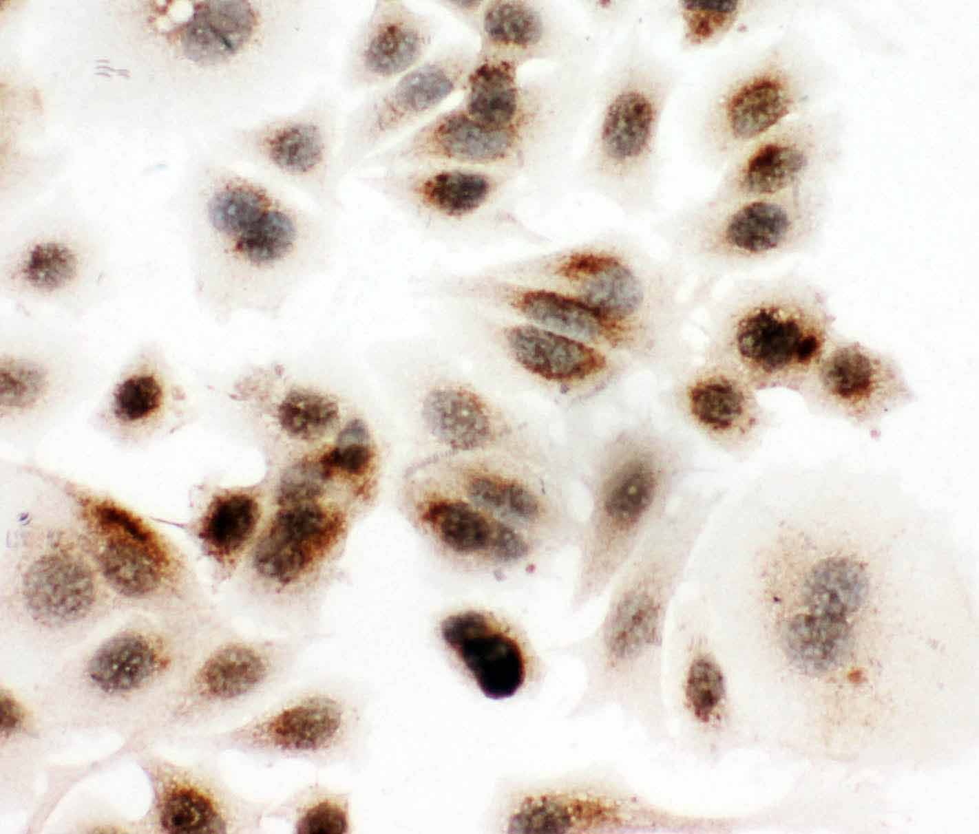 8 - Anti-DDX4/MVH Antibody ABO11270