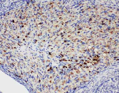 2 - Anti-DDX4/MVH Antibody ABO11270