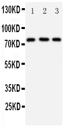 1 - Anti-DDX4/MVH Antibody ABO11270