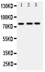 1 - Anti-DDX4/MVH Antibody ABO11270