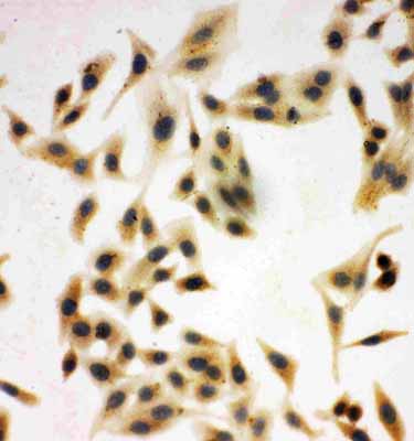 8 - Anti-Neuregulin-1 Antibody ABO11277