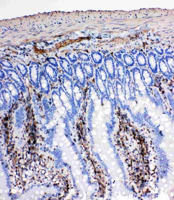2 - Anti-Neuregulin-1 Antibody ABO11277