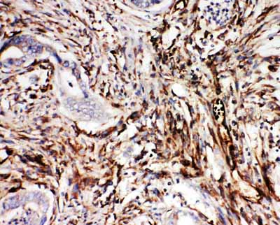 2 - Anti-Neuregulin-1 Antibody ABO11277