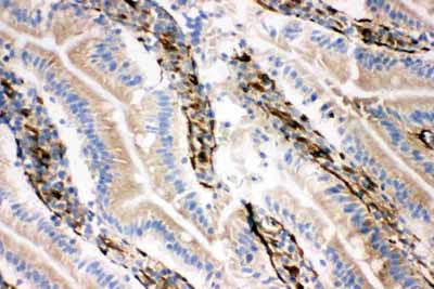 2 - Anti-Neuregulin-1 Antibody ABO11277