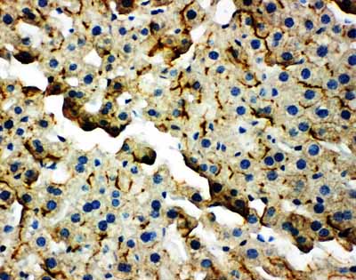 2 - Anti-TJP2 Antibody ABO11279