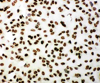8 - Anti-53BP1 Antibody ABO11284