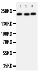 1 - Anti-53BP1 Antibody ABO11284