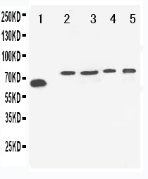 1 - Anti-VGF Antibody ABO11292