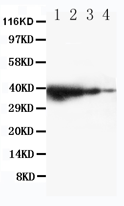 1 - Anti-TRIF Antibody ABO11310