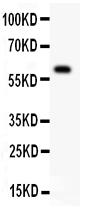 1 - Anti-TNFRSF25/DR3 Antibody ABO11311