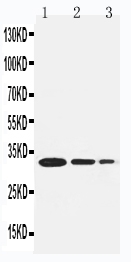 1 - Anti-TRAF1 Antibody ABO11313