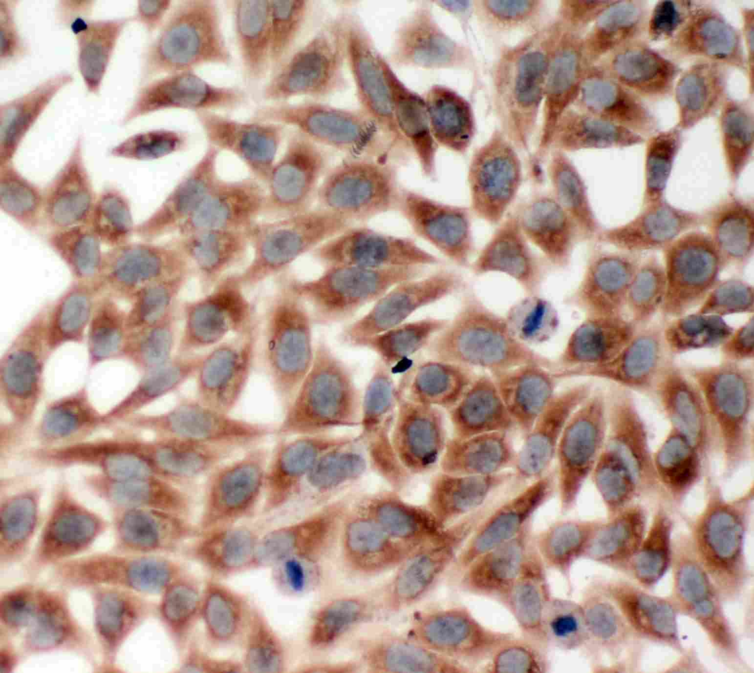 8 - Anti-TRAF2 Antibody ABO11314
