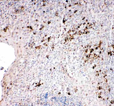 2 - Anti-TRAF2 Antibody ABO11314