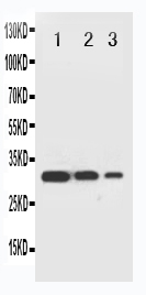 1 - Anti-TRAF2 Antibody ABO11314