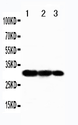 1 - Anti-TRAF3 Antibody ABO11315