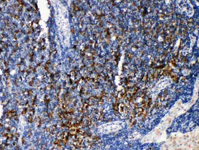 2 - Anti-TRAF4 Antibody ABO11316