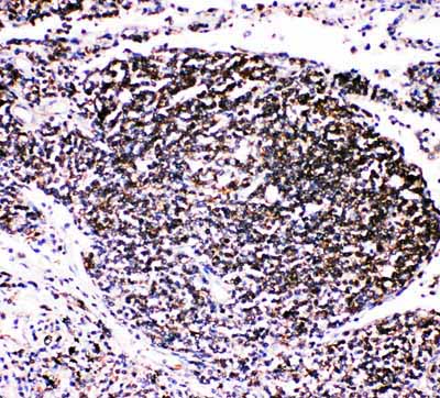 2 - Anti-TRAF4 Antibody ABO11316