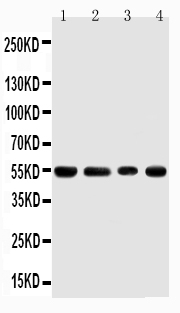 1 - Anti-TRAF4 Antibody ABO11316