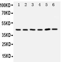 1 - Anti-TRAM1 Antibody ABO11317