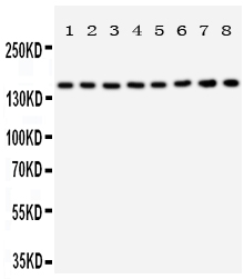 1 - Anti-Hamartin Antibody ABO11319