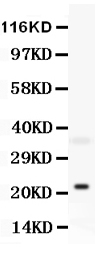 1 - Anti-Bid Antibody ABO11322