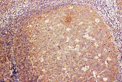 2 - Anti-CD68 Antibody ABO11324