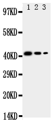 1 - Anti-CD68 Antibody ABO11324