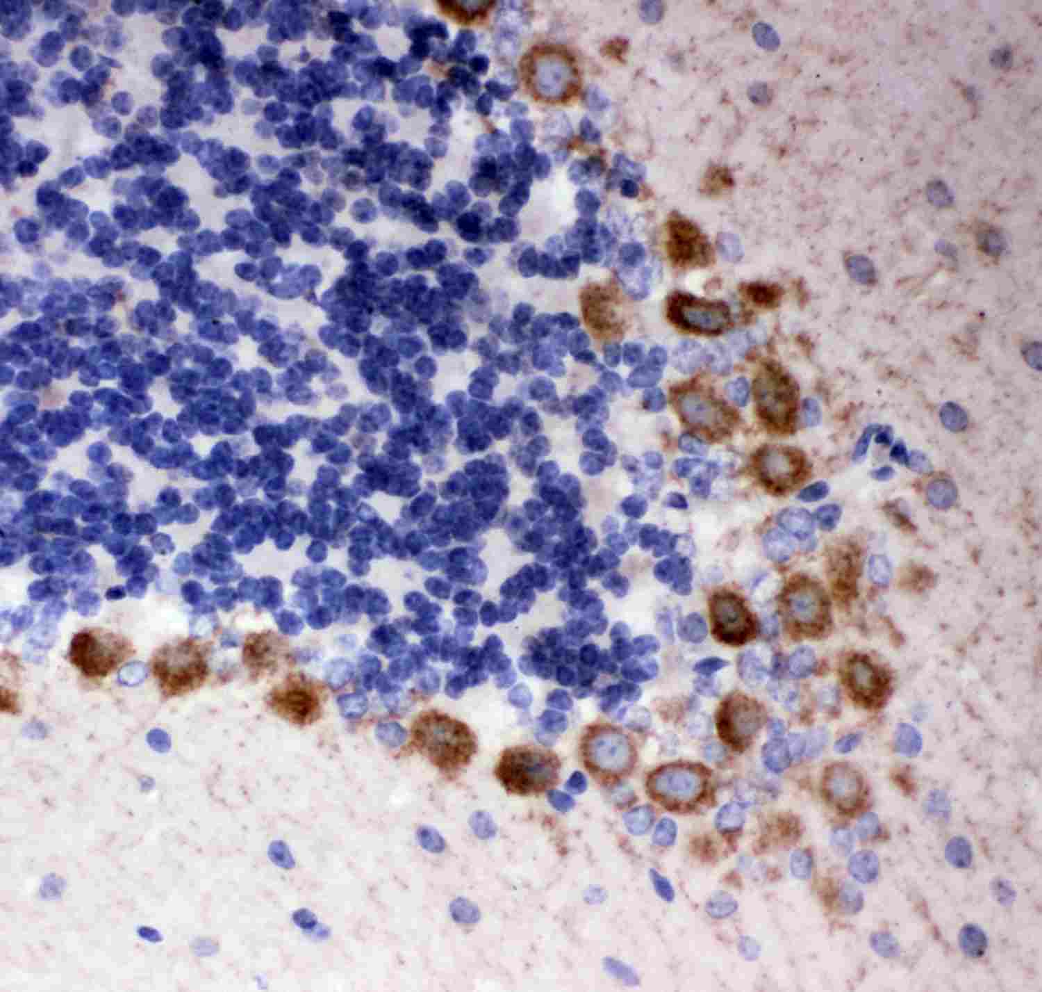 2 - Anti-DISC1 Antibody ABO11330