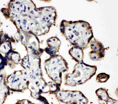 2 - Anti-EIF2S1 Antibody ABO11336